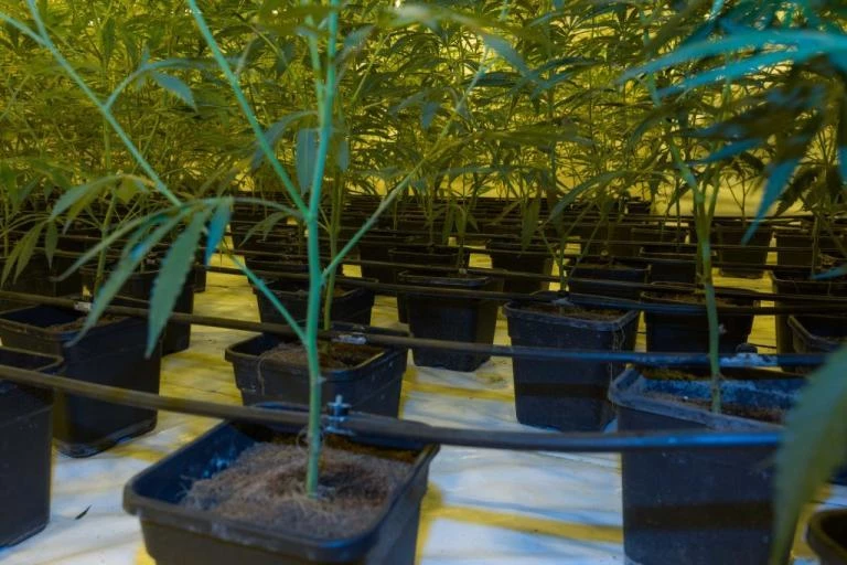 Δεν νομιμοποιεί την κάνναβη η Βρετανία ενώ εμείς…